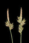 Whitetinge sedge